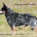 JAYBLUE COUNTRY HERO