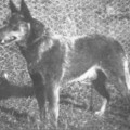 WOOLESTON BLUE JACK