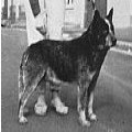 HILLSDALE DUKE