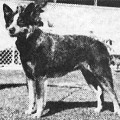 TALLAWONG BLUE JOSIE