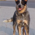 GOOLGOWI BLUE CIDABRO