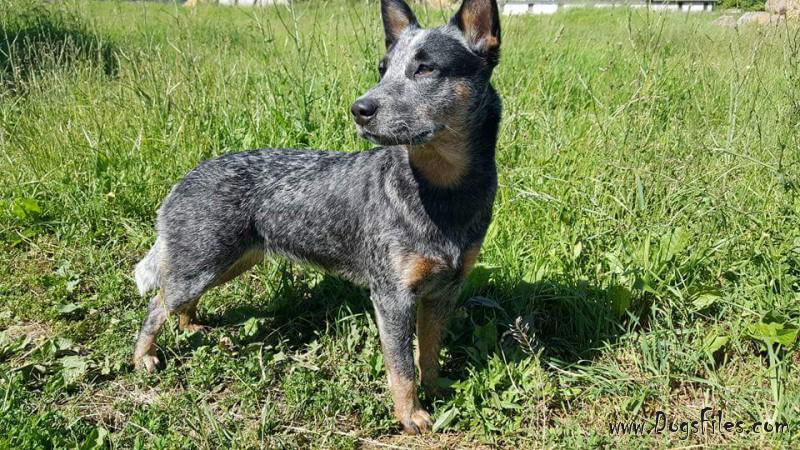 Keres Image Blue Heeler Pedigree Database Australian Cattle Dog