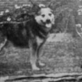 WIWIAK KARRI