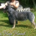 SWEET BLUE DINGO CGC