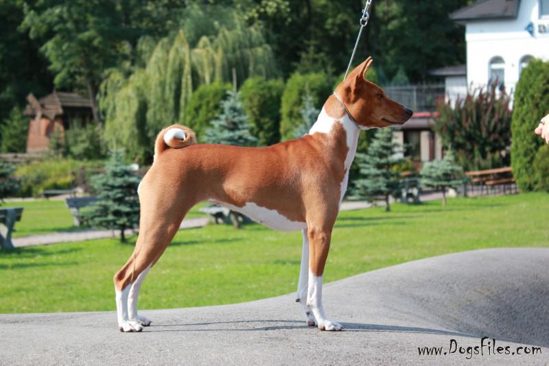 basenji pedigree