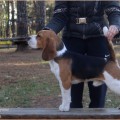 ROYAL PACK UKRAINE DRIVE ME CRAZY