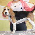 VIKTONIKA DEBBIE LABORER VIKTONIKA DEBBIE LABORER