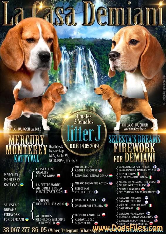 Pedigree Database Beagle