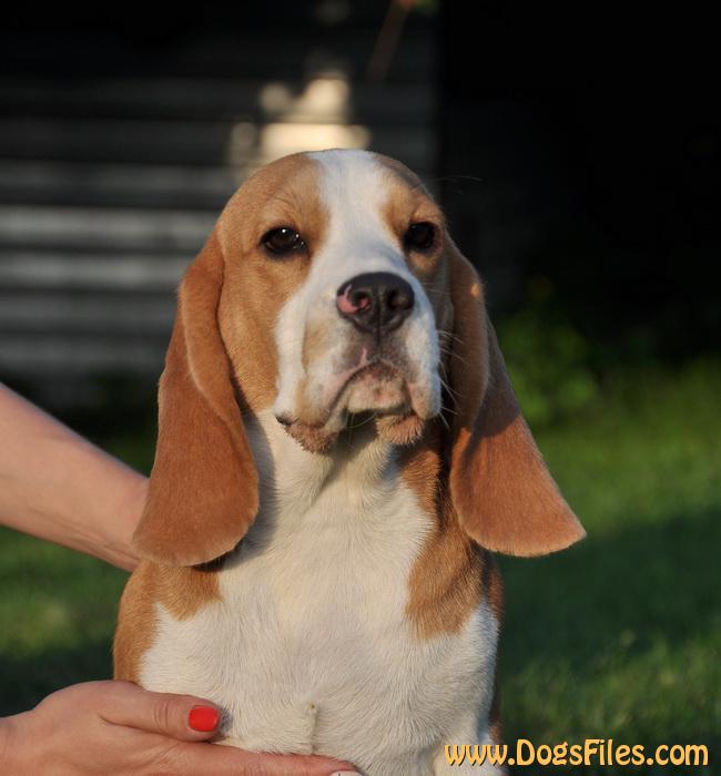 Svetskaya L Vitsa Kattyval Pedigree Database Beagle