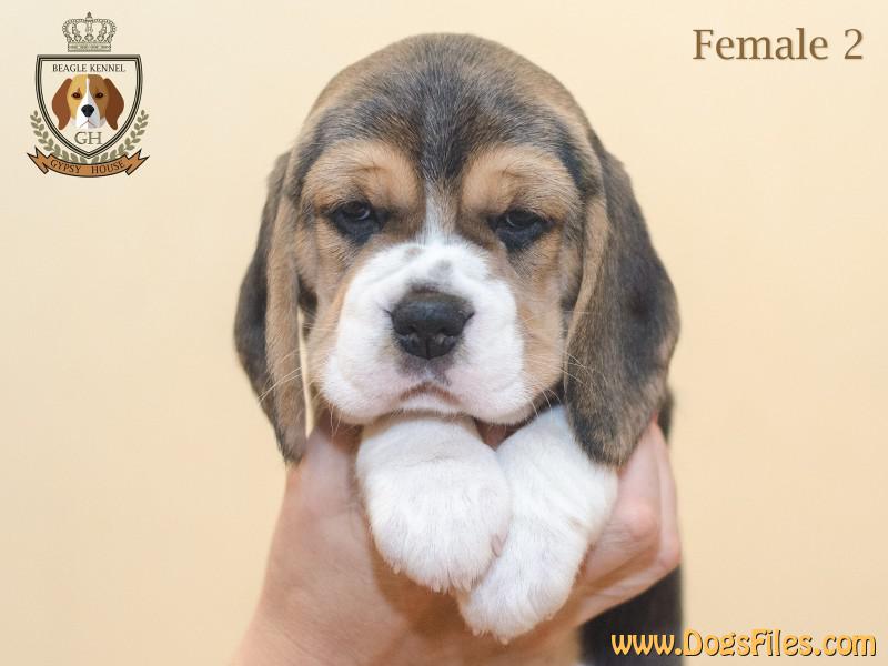 Pedigree Database Beagle