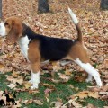 BEAGELEE BLACKJACK