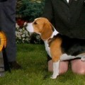 BEAGELEE ASGOOD ASITGETS