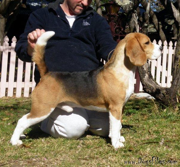 CLARION CLIPPERSHIP » Pedigree database Beagle;