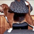DARAGOJ LITTLE BOLDLADY