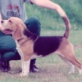 TOONHOUND SPRING BONNET