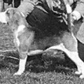 DIALYNNE SINATRA