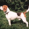 HAREHUNDEN DRUFUS