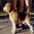 BEAGLER'S GOLD SMUGGLER