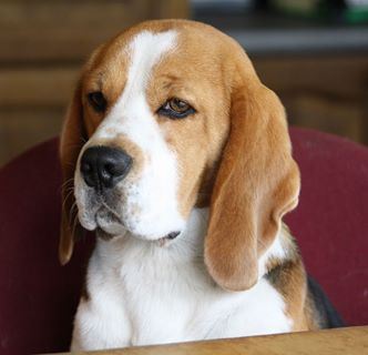 Lanbur Of The Heath Lake Pedigree Database Beagle