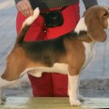 BEAGELEE HOPE IN MY POCKET
