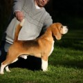 BEAGELEE POCKETFUL OF SUNSHINE