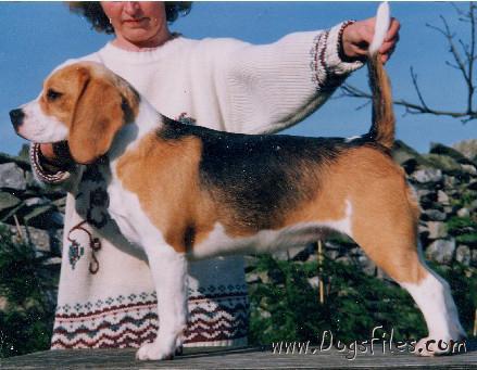 fallowfield beagles