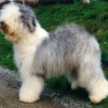 LAMEDAZOTTEL GO MISS SOPHIE