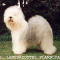 LAMEDAZOTTEL FLAMBOYANT