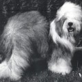 SUGAR BEAR FROM BEAUTIFUL HIGHLAND