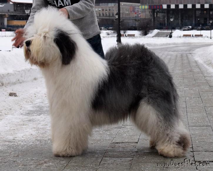 snowdowne old english sheepdogs