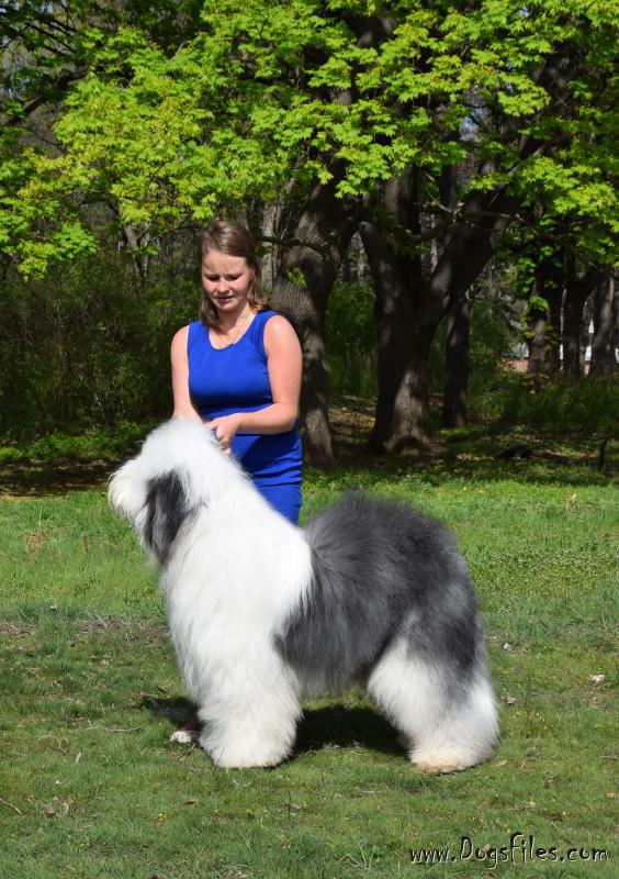 snowdowne old english sheepdogs