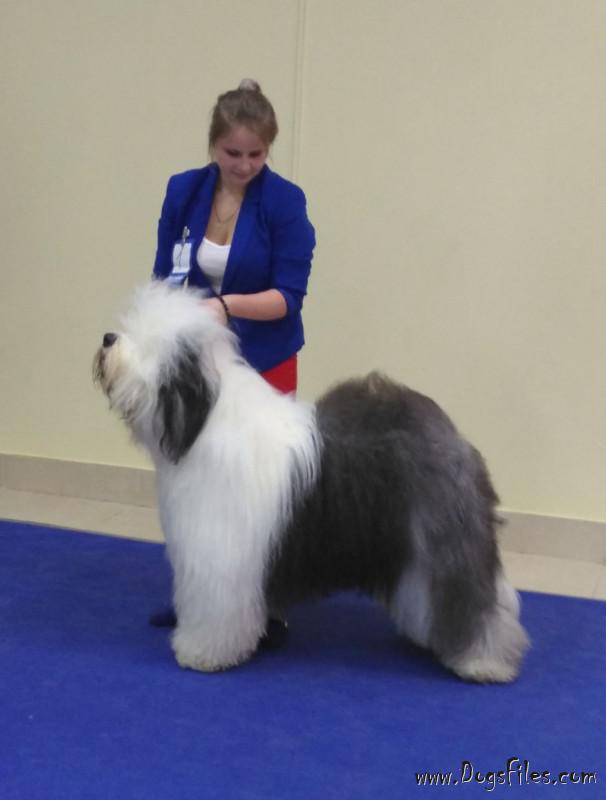 snowdowne old english sheepdogs