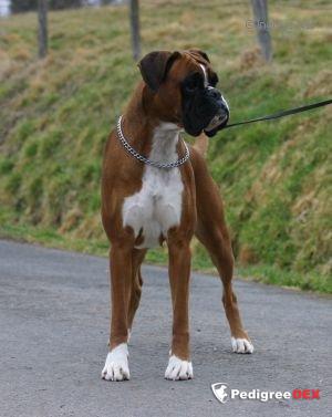Boxer sales pedigree database