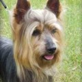 Australian Silky Terrier Grand Ch. Kalryermai Trail Blaza
