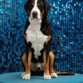 SENNENHUND ROSSII WINNER