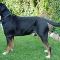 ELIXUS VOM RODDENSER BUSCH