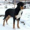 FARAO FROM SWISS STAR