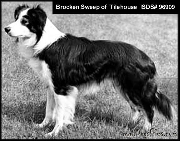 Border Collie pedigree database