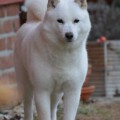 YUKIKO HOWASOU
