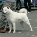 FUUGA OOSAKA FUJITAKASOU