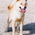 AMI SAPPOROJOUZANSOU