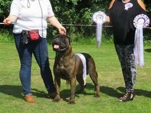 Ardhub bullmastiffs deals