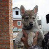 собака бигль минск
