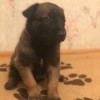 Бельгийская овчарка Бельгийская овчарка