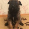 Бельгийская овчарка Бельгийская овчарка