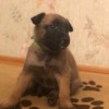 Бельгийская овчарка Бельгийская овчарка