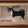 Chihuahua Chihuahua