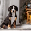 Entlebucher Sennenhund Entlebucher Sennenhund