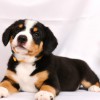 Entlebucher Sennenhund Entlebucher Sennenhund