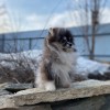 Немецкий шпиц Немецкий шпиц